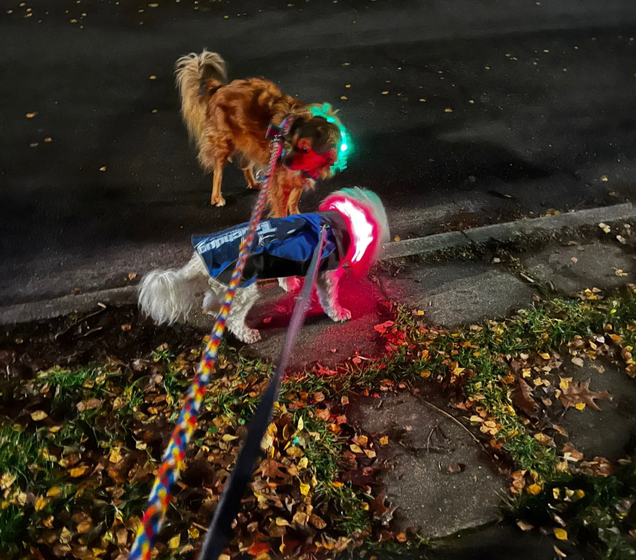 GlowPup Halo Collar